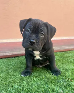 l'American Bully - Standard - Acai Berry