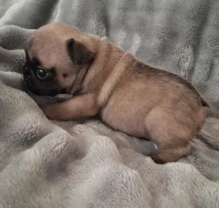 Bulldog francez - Hero From Lilis Breed