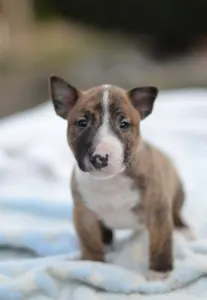 Miniatűr bullterrier - Jake