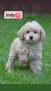 Labradoodle - Indy