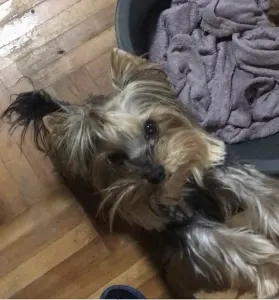 Yorkshire Terrier - Nano