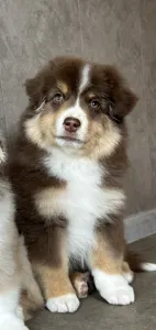 Miniature American Shepherd - Once In A Dream Mini’s Booster Zuma