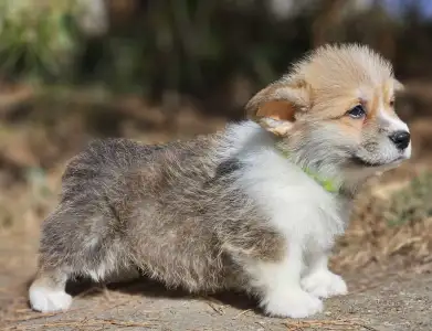 Welsh Corgi Pembroke - Thomas