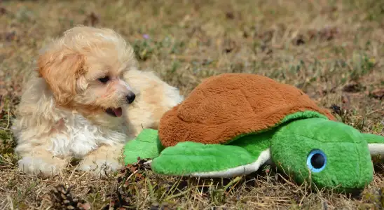Maltipoo - Polly