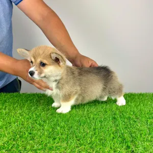 Welsh Corgi Pembroke - Ripley