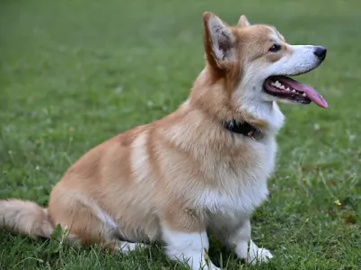 Welsh Corgi Pembroke - Apollo The Radiant From Farm Of Happy Dogs