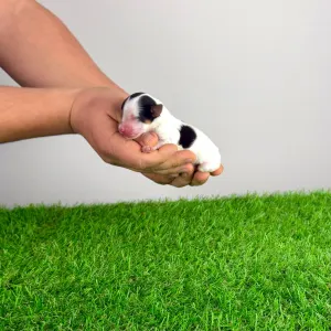 Biewer teriér - Oliver