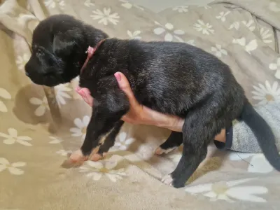 Irish Wolfhound - Bora Bora