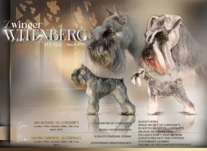 Zwergschnauzer - Kicsijo