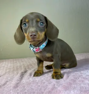 Dachshund - Carlos