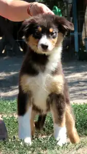 Australian Shepherd - Dailos Lexus Dubai