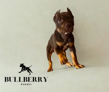 Amerikai Bully - Standard - Tayberry