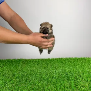 German Pomeranian Spitz - Quixi