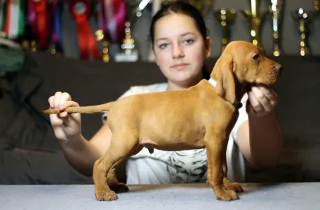 Wyżeł węgierski krótkowłosy - Pörgelóci Lamborghini