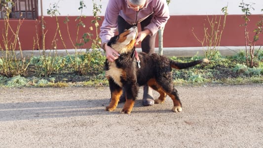 Bovaro del bernese - Emmy