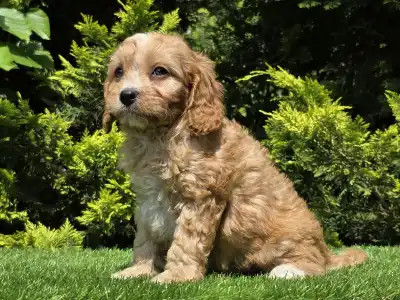 Cavapoo - Bob