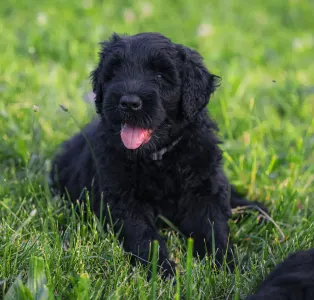 Orosz fekete terrier - Bruno