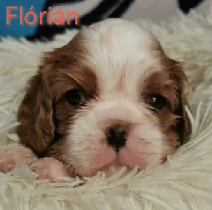 Cavalier King Charles Spaniel - Flórián