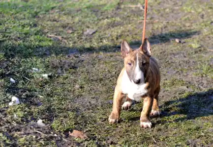 Miniature Bullterrier - Jake