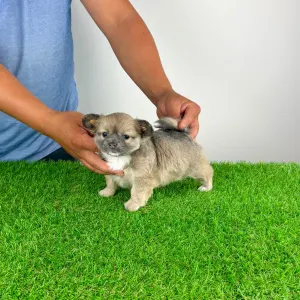 Csivava - Jilli