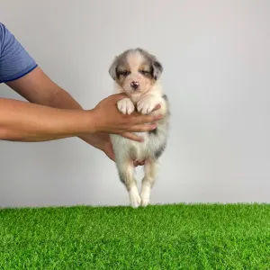 Australian Shepherd - Wolf