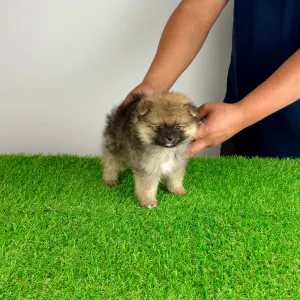 Pomeranian - Poppy