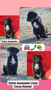Cane Corso - Dolce Assassino Mia