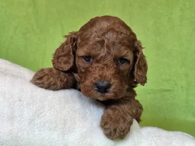 Cavapoo - Curlyjack