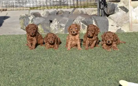 Pudeli de jucarie si pitici - Bravados D