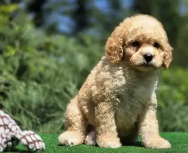 Cavapoo - Hugo