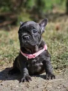 Bouledogue français - Mendy 