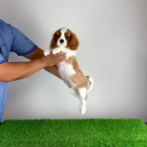 Cavalier King Charles Spaniel - Zammel