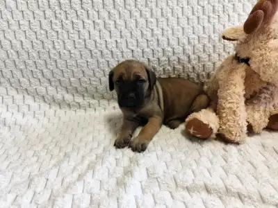 Cane Corso Italiano - Forza Di Diavolo Electra