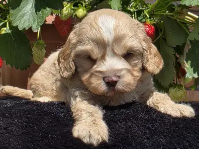 Cavapoo - Terence Hill