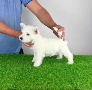 West Highland White Terrier - Just