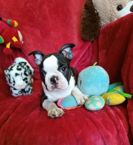 Boston Terrier - Endi