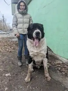 Owczarek środkowoazjatycki - Gaplan Iz Zamka Larisi