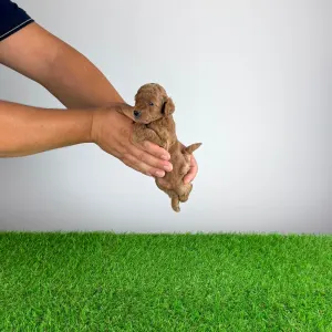 Pudel Toy - Carina