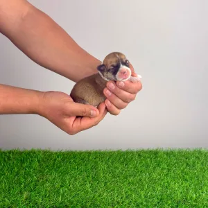 Pembroke Welsh Corgi - Yenka