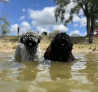 Puli - Tincses-kincsem Lagotto & Puli