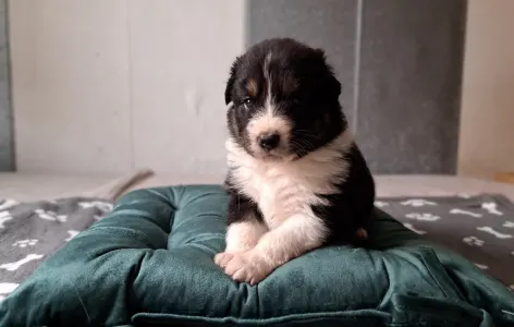 Ciobanesc Australian - Delwyn