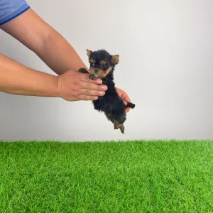 Yorkshire Terrier - Kick