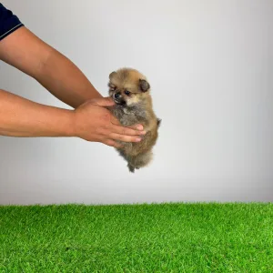Pomeranian - Rixi