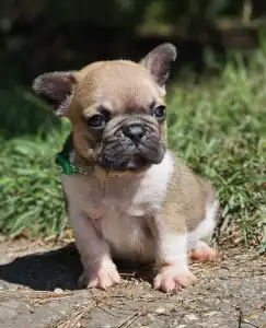 French Bulldog - Hercules