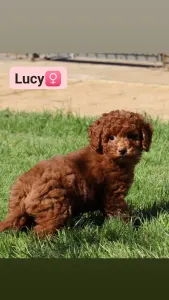 Labradoodle - Lucy