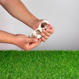 Cavalier King Charles Spaniel - Jakira