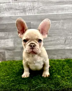 Bouledogue français - Simba