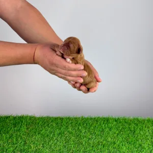 Cavalier King Charles Spaniel - Jay-Jo