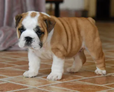 Angol bulldog - Rengőhegyi-ormán Delilah