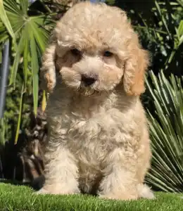 Cavapoo - Solo